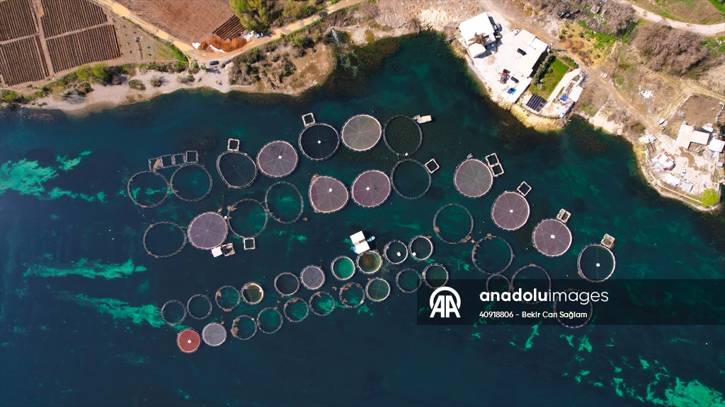 Fırat sularında kafes balıkçılığı