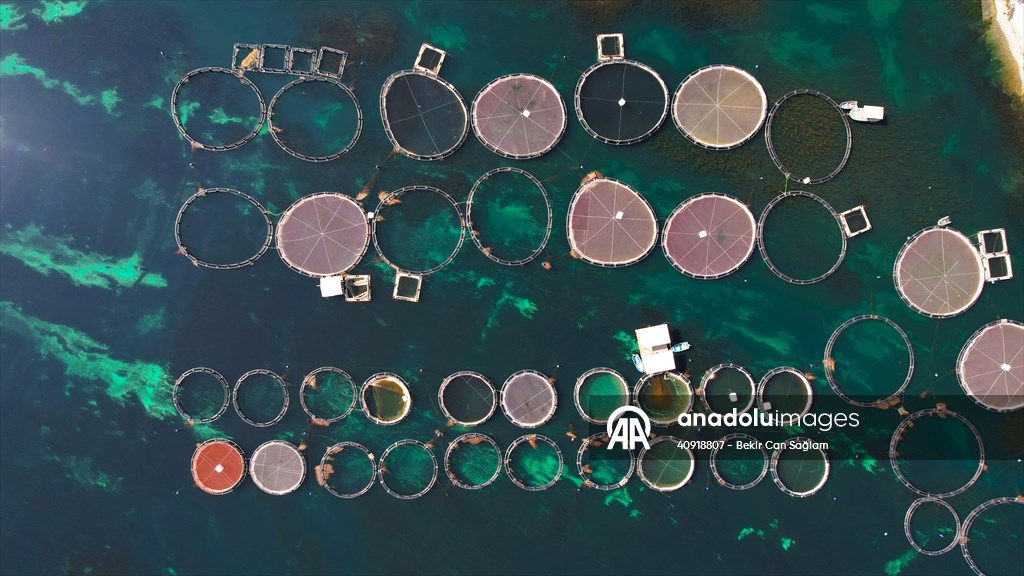 Fırat sularında kafes balıkçılığı