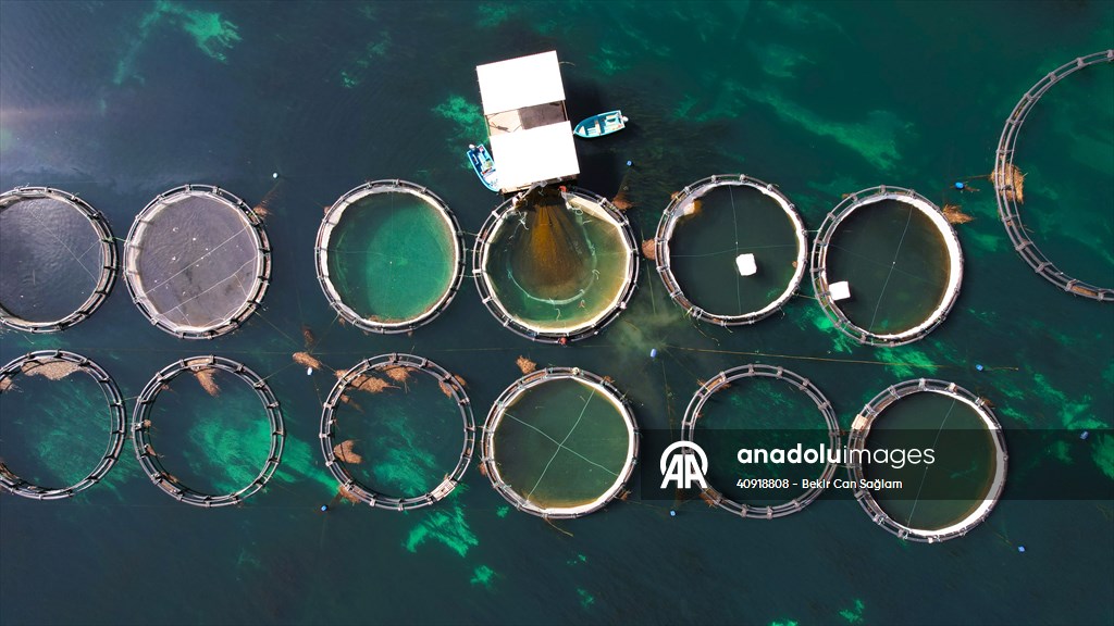 Fırat sularında kafes balıkçılığı