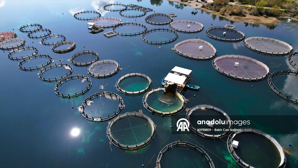 Fırat sularında kafes balıkçılığı