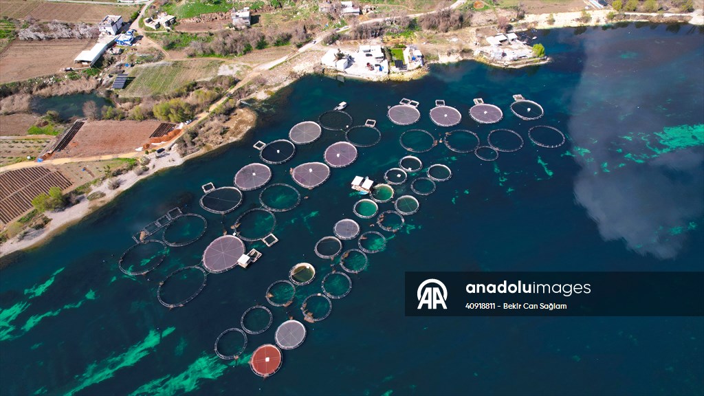 Fırat sularında kafes balıkçılığı