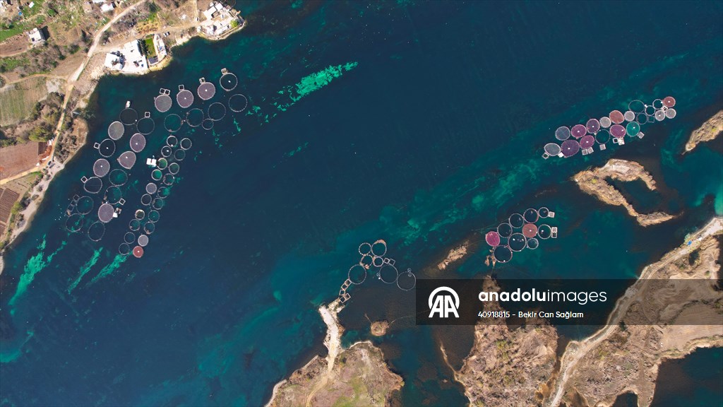 Fırat sularında kafes balıkçılığı