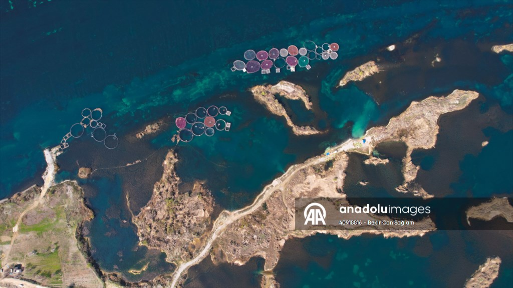 Fırat sularında kafes balıkçılığı