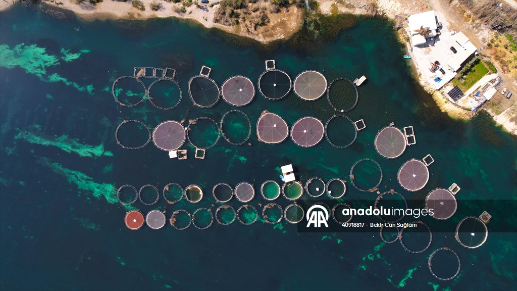 Fırat sularında kafes balıkçılığı