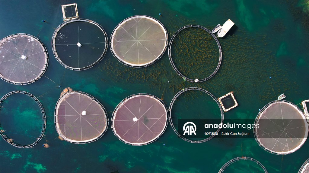 Fırat sularında kafes balıkçılığı