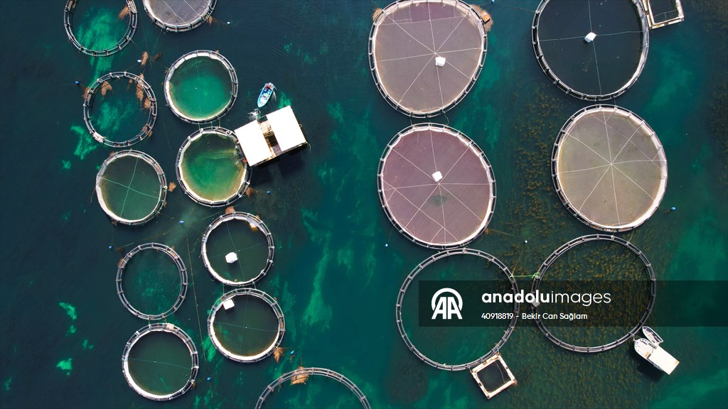 Fırat sularında kafes balıkçılığı