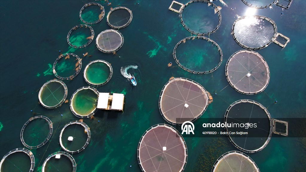 Fırat sularında kafes balıkçılığı