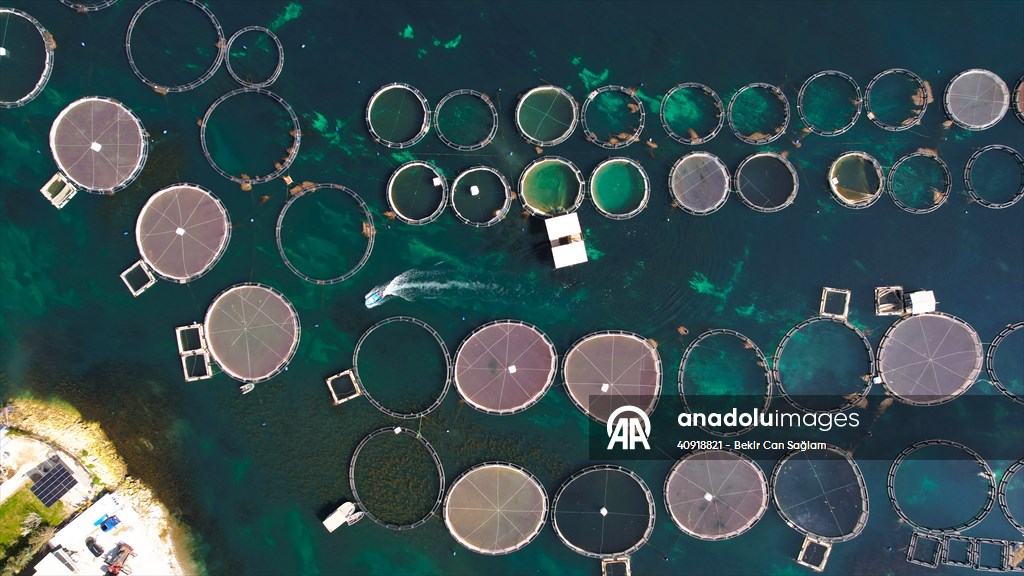 Fırat sularında kafes balıkçılığı