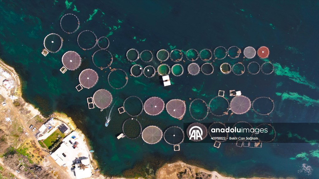 Fırat sularında kafes balıkçılığı