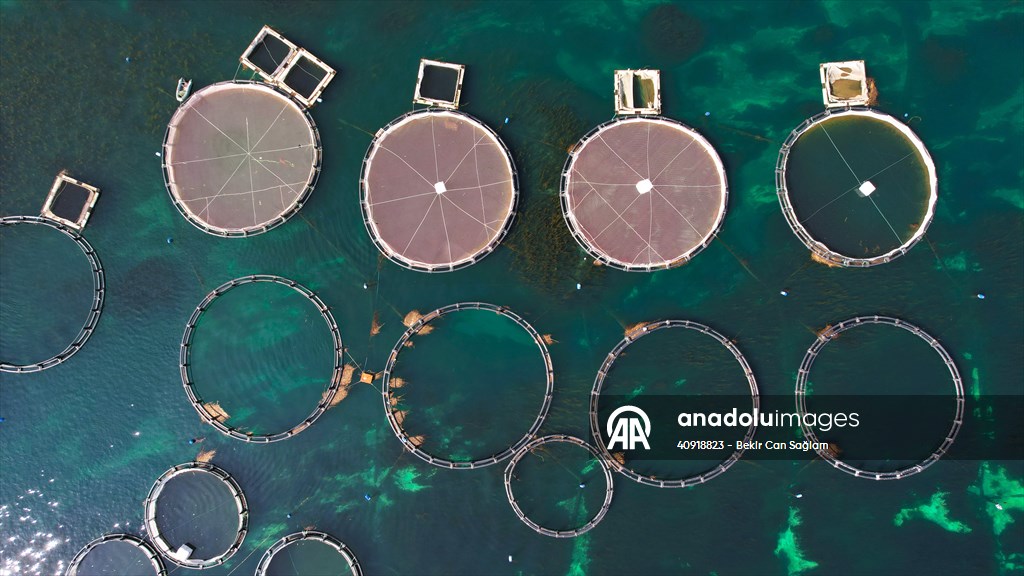 Fırat sularında kafes balıkçılığı