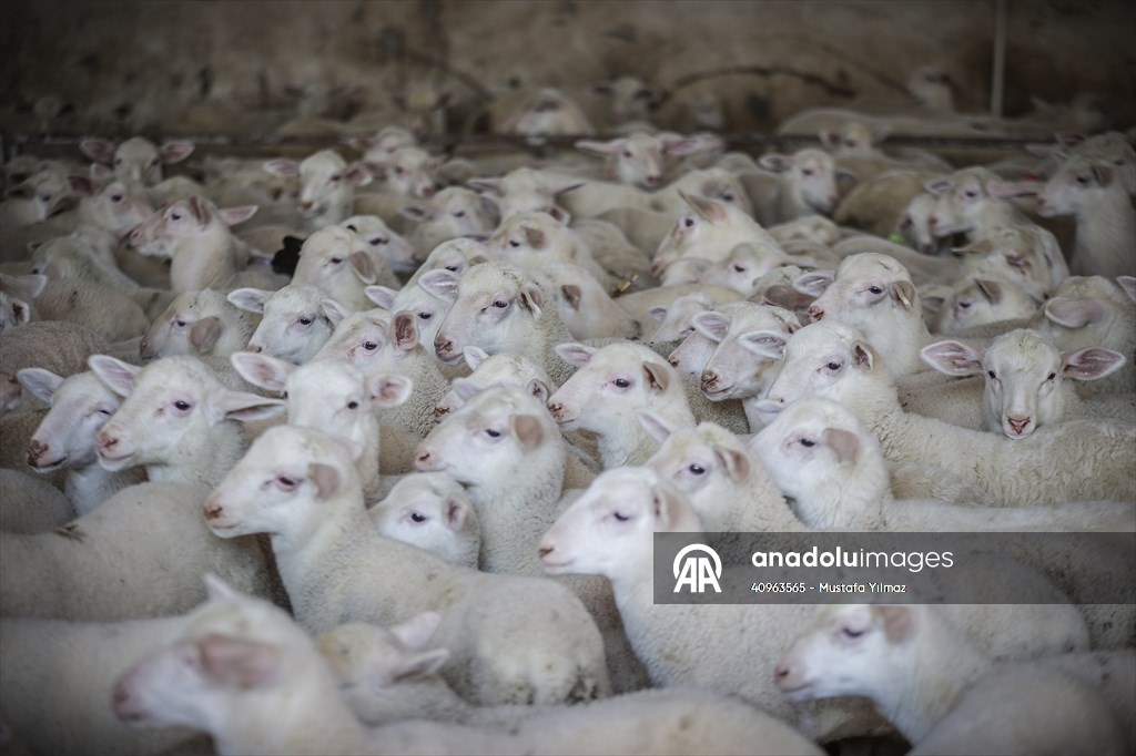 TİGEM'in Karacabey tesislerinde kuzu doğumları yüzde 40'ın üzerinde ikizlik oranıyla sürüyor