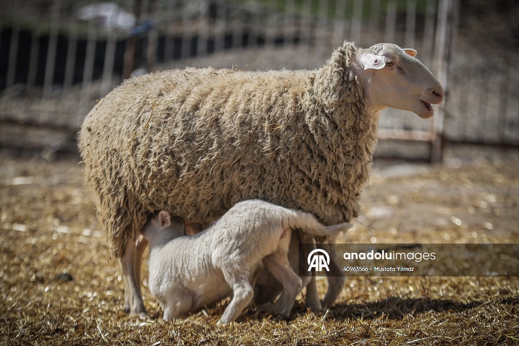 TİGEM'in Karacabey tesislerinde kuzu doğumları yüzde 40'ın üzerinde ikizlik oranıyla sürüyor