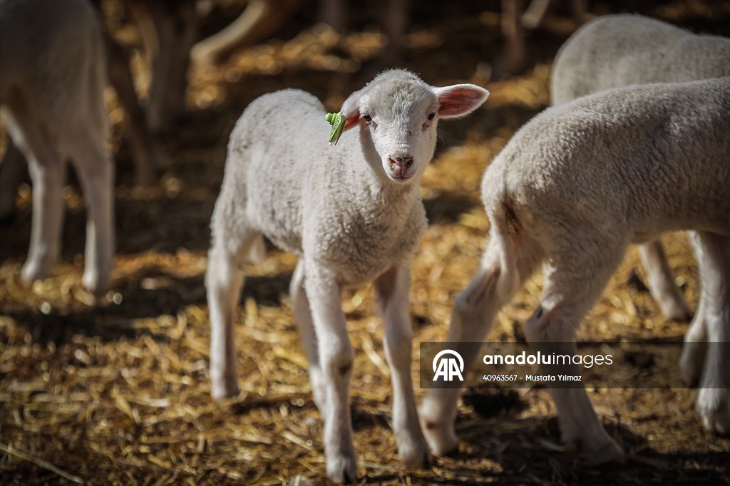 TİGEM'in Karacabey tesislerinde kuzu doğumları yüzde 40'ın üzerinde ikizlik oranıyla sürüyor