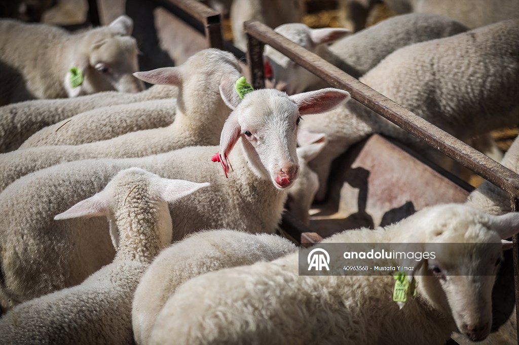 TİGEM'in Karacabey tesislerinde kuzu doğumları yüzde 40'ın üzerinde ikizlik oranıyla sürüyor