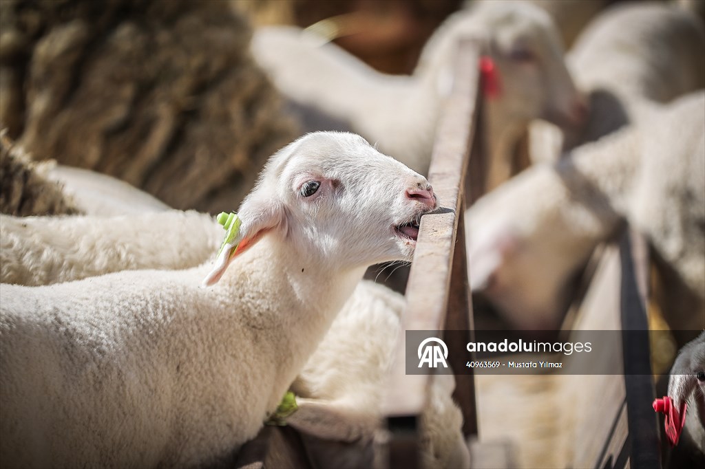 TİGEM'in Karacabey tesislerinde kuzu doğumları yüzde 40'ın üzerinde ikizlik oranıyla sürüyor