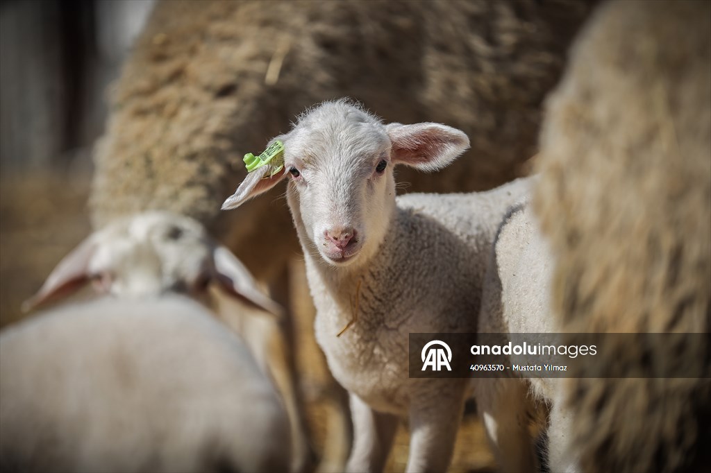 TİGEM'in Karacabey tesislerinde kuzu doğumları yüzde 40'ın üzerinde ikizlik oranıyla sürüyor