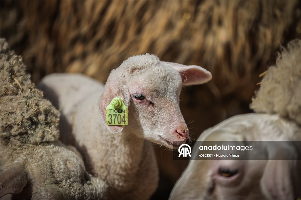 TİGEM'in Karacabey tesislerinde kuzu doğumları yüzde 40'ın üzerinde ikizlik oranıyla sürüyor
