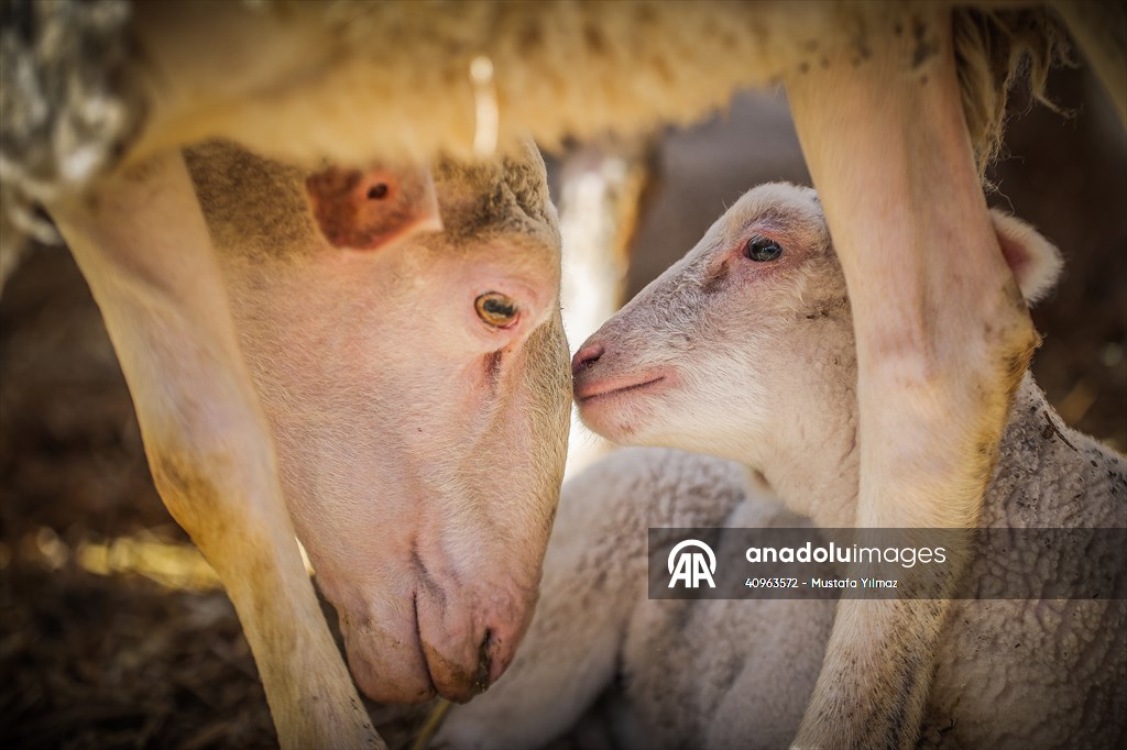 TİGEM'in Karacabey tesislerinde kuzu doğumları yüzde 40'ın üzerinde ikizlik oranıyla sürüyor