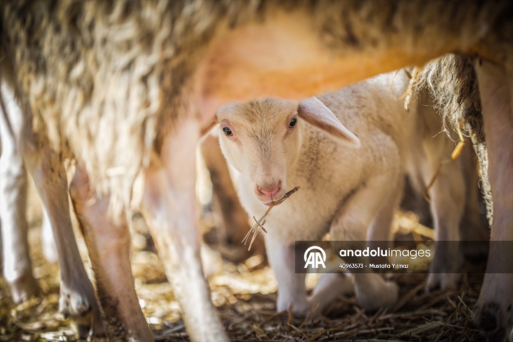TİGEM'in Karacabey tesislerinde kuzu doğumları yüzde 40'ın üzerinde ikizlik oranıyla sürüyor