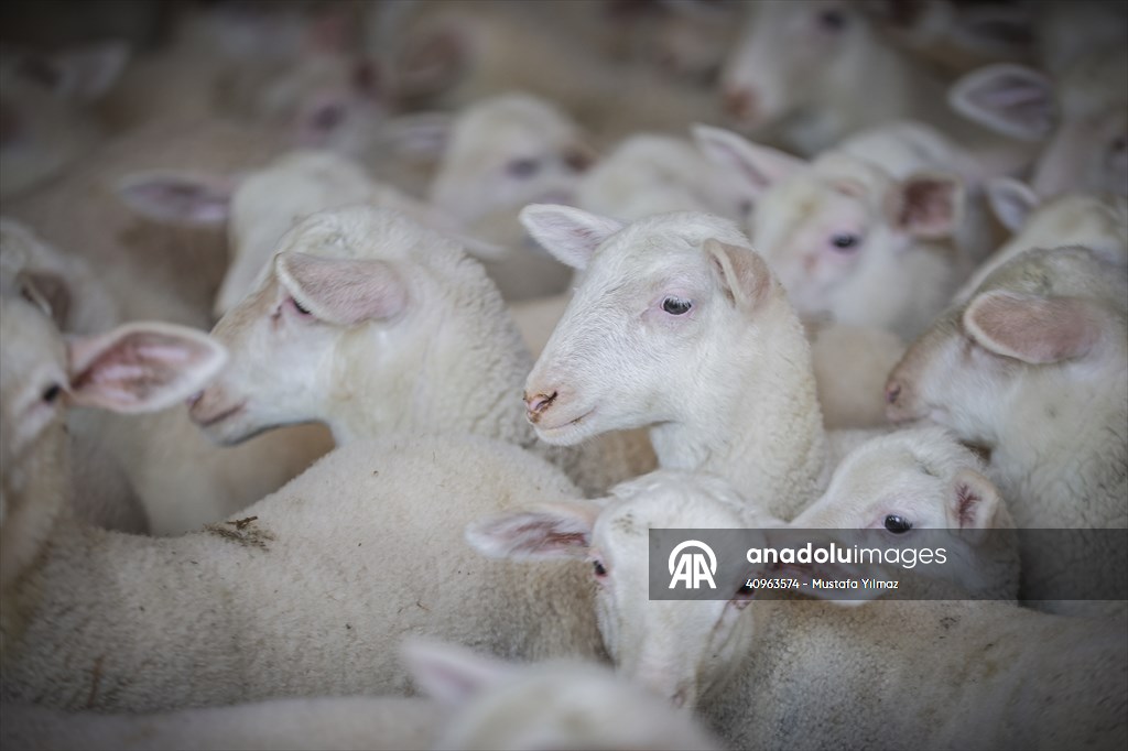 TİGEM'in Karacabey tesislerinde kuzu doğumları yüzde 40'ın üzerinde ikizlik oranıyla sürüyor