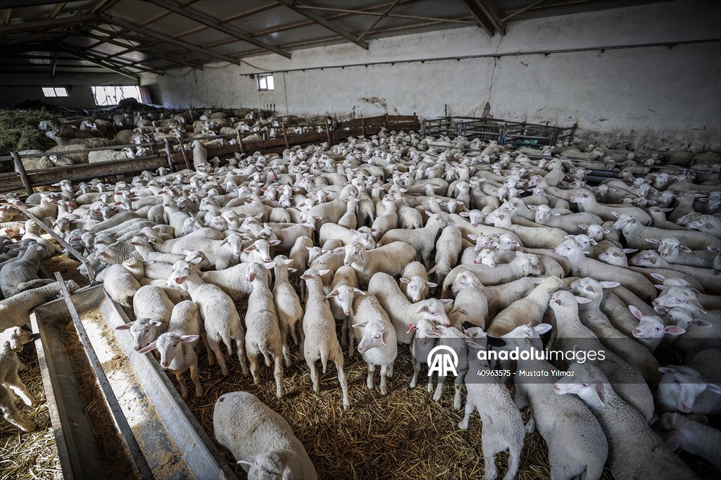 TİGEM'in Karacabey tesislerinde kuzu doğumları yüzde 40'ın üzerinde ikizlik oranıyla sürüyor
