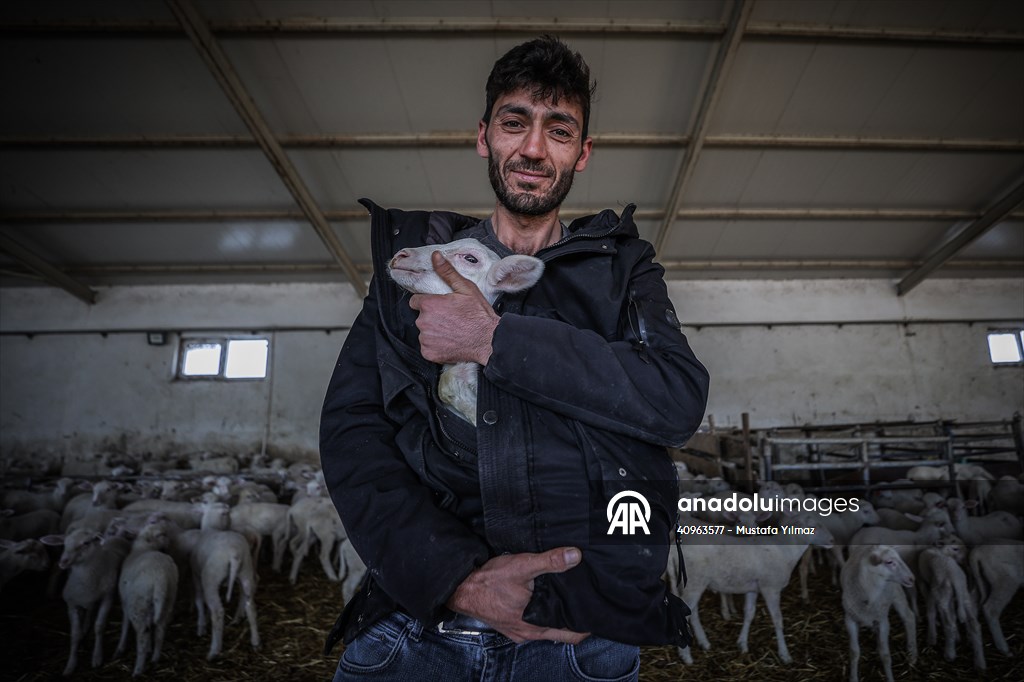 TİGEM'in Karacabey tesislerinde kuzu doğumları yüzde 40'ın üzerinde ikizlik oranıyla sürüyor