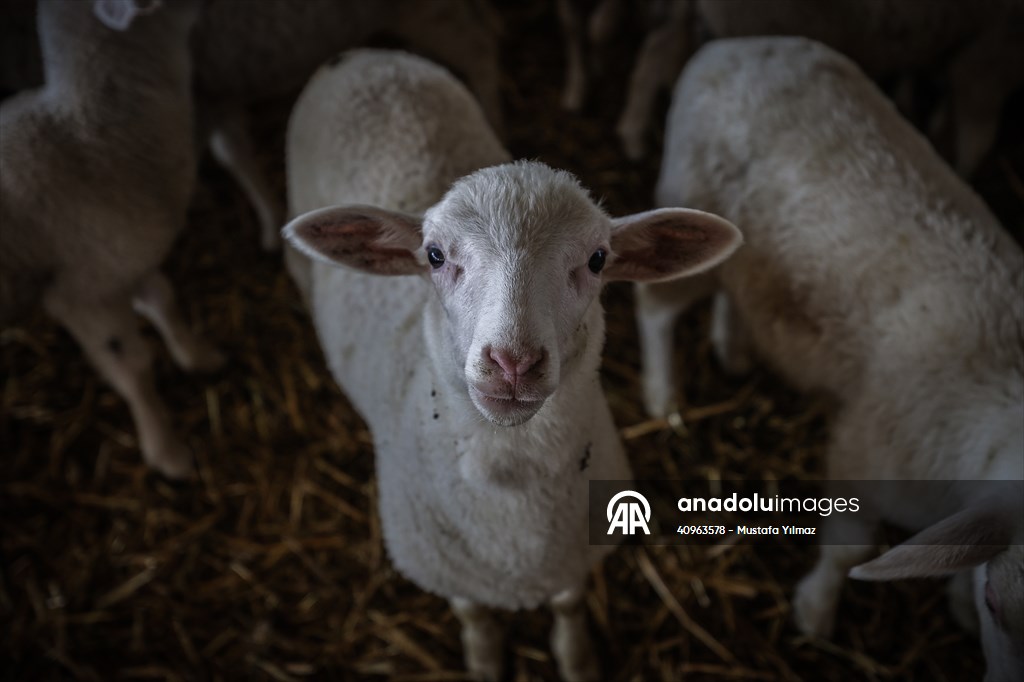 TİGEM'in Karacabey tesislerinde kuzu doğumları yüzde 40'ın üzerinde ikizlik oranıyla sürüyor