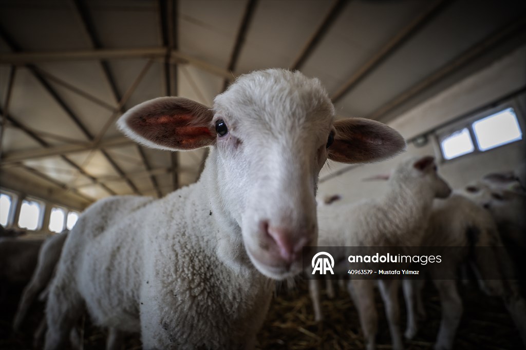 TİGEM'in Karacabey tesislerinde kuzu doğumları yüzde 40'ın üzerinde ikizlik oranıyla sürüyor
