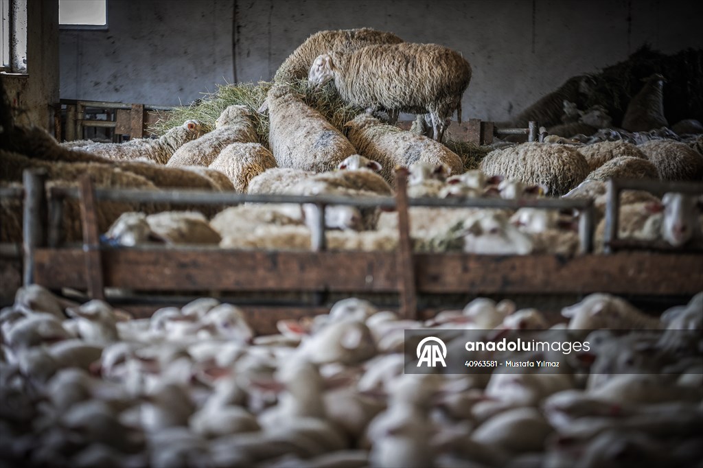 TİGEM'in Karacabey tesislerinde kuzu doğumları yüzde 40'ın üzerinde ikizlik oranıyla sürüyor
