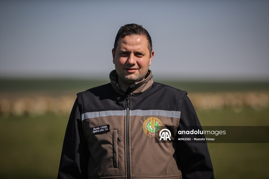 TİGEM'in Karacabey tesislerinde kuzu doğumları yüzde 40'ın üzerinde ikizlik oranıyla sürüyor