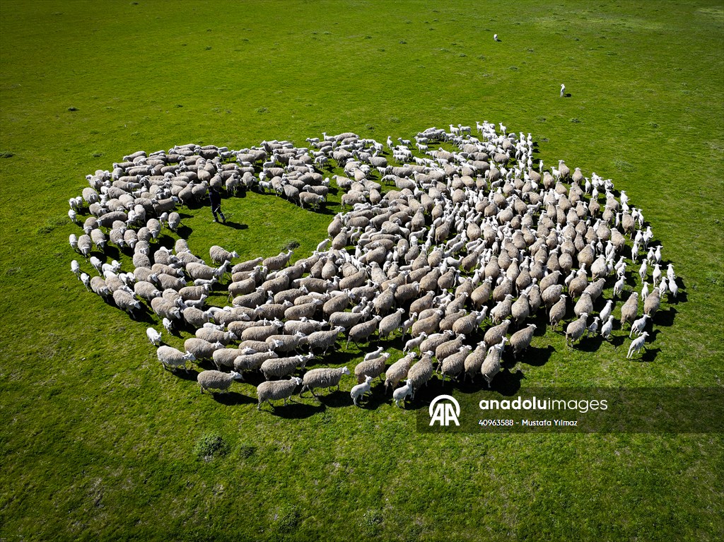 TİGEM'in Karacabey tesislerinde kuzu doğumları yüzde 40'ın üzerinde ikizlik oranıyla sürüyor