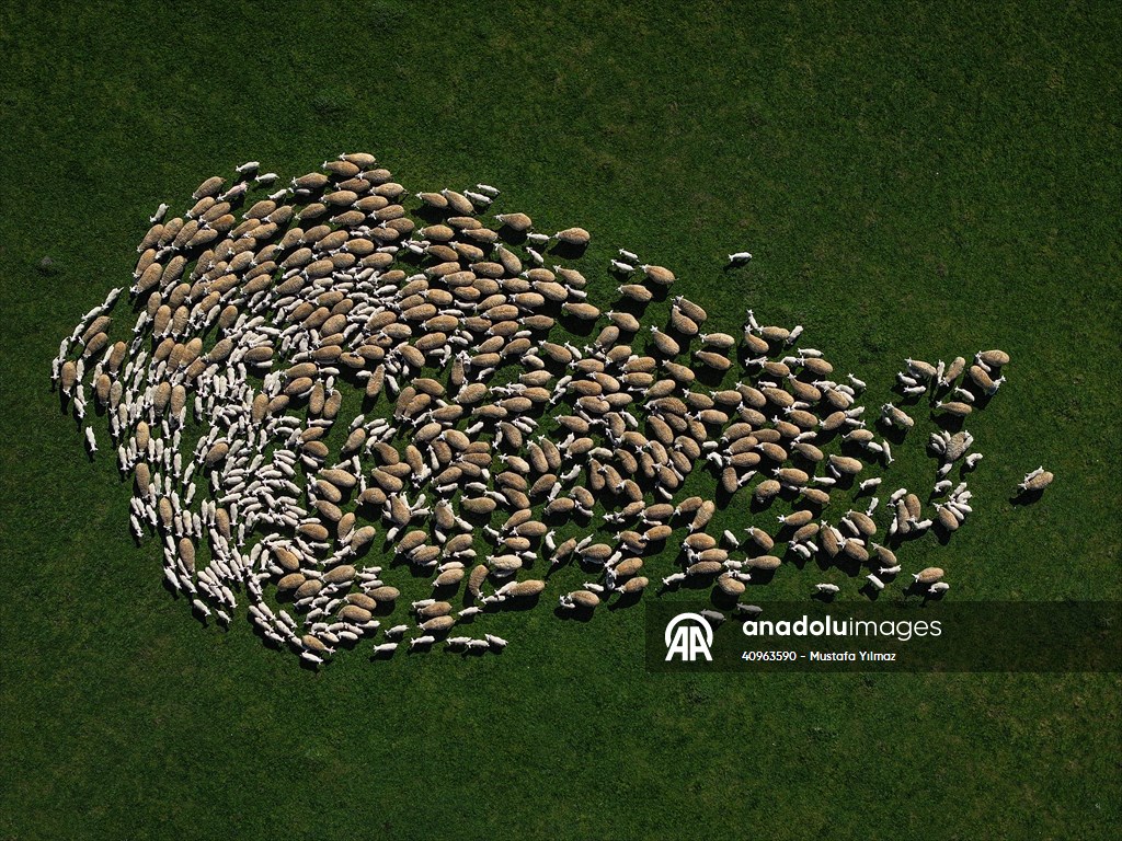 TİGEM'in Karacabey tesislerinde kuzu doğumları yüzde 40'ın üzerinde ikizlik oranıyla sürüyor