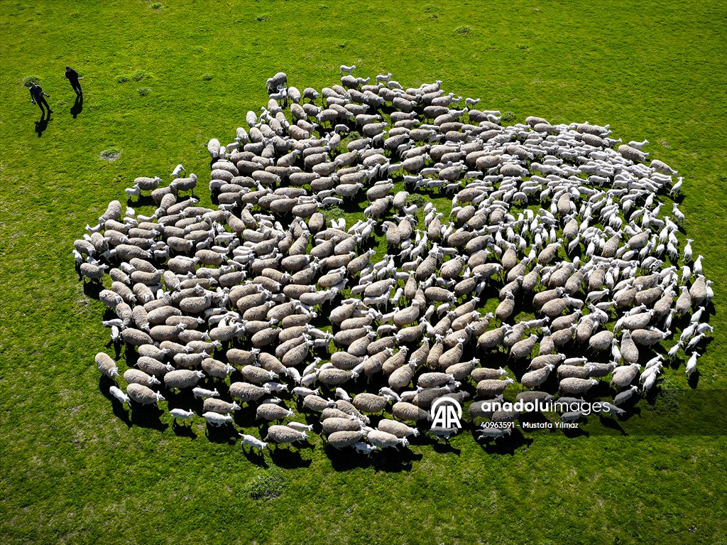 TİGEM'in Karacabey tesislerinde kuzu doğumları yüzde 40'ın üzerinde ikizlik oranıyla sürüyor