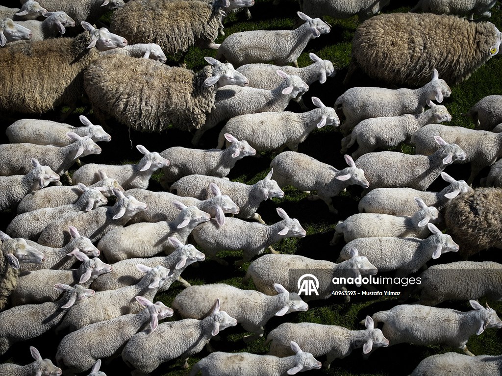 TİGEM'in Karacabey tesislerinde kuzu doğumları yüzde 40'ın üzerinde ikizlik oranıyla sürüyor