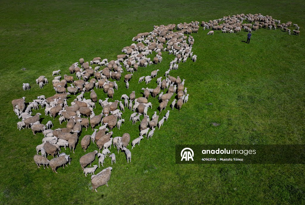 TİGEM'in Karacabey tesislerinde kuzu doğumları yüzde 40'ın üzerinde ikizlik oranıyla sürüyor
