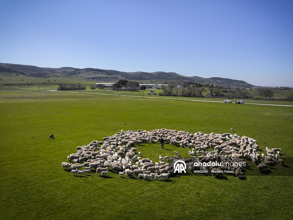 TİGEM'in Karacabey tesislerinde kuzu doğumları yüzde 40'ın üzerinde ikizlik oranıyla sürüyor