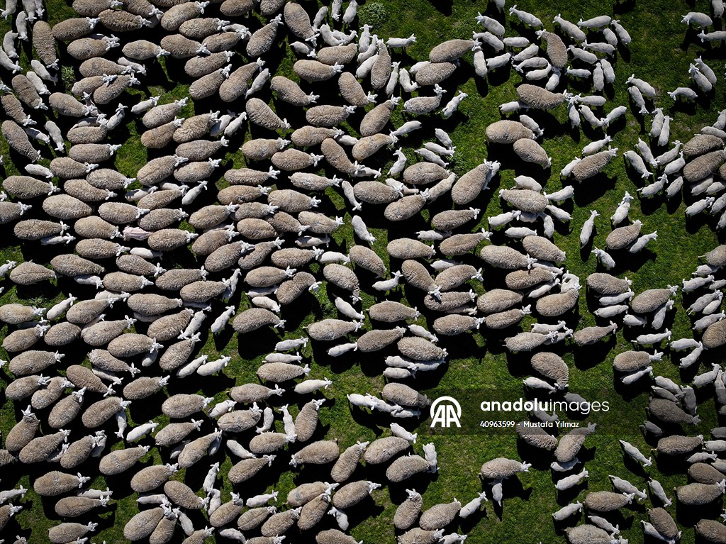 TİGEM'in Karacabey tesislerinde kuzu doğumları yüzde 40'ın üzerinde ikizlik oranıyla sürüyor