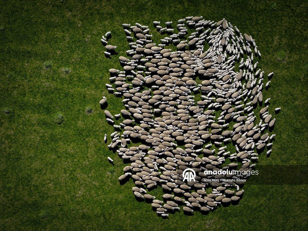 TİGEM'in Karacabey tesislerinde kuzu doğumları yüzde 40'ın üzerinde ikizlik oranıyla sürüyor