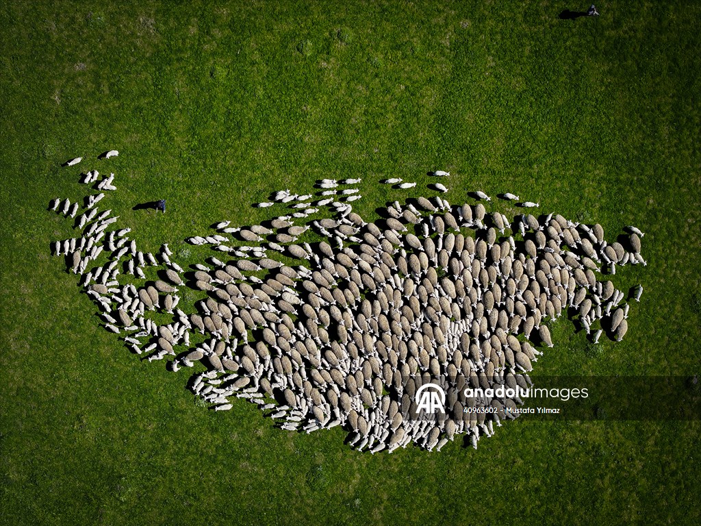 TİGEM'in Karacabey tesislerinde kuzu doğumları yüzde 40'ın üzerinde ikizlik oranıyla sürüyor