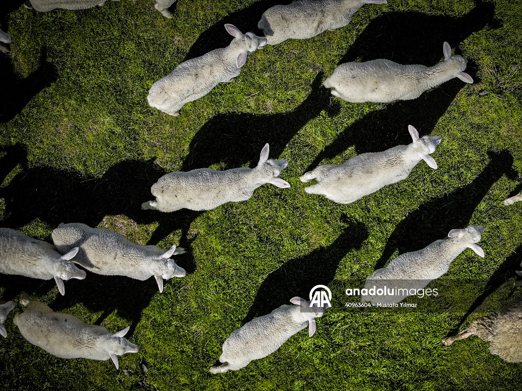 TİGEM'in Karacabey tesislerinde kuzu doğumları yüzde 40'ın üzerinde ikizlik oranıyla sürüyor