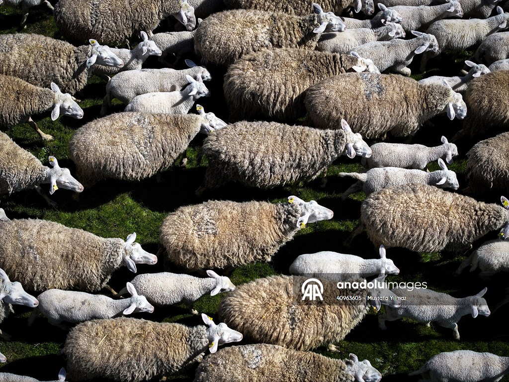 TİGEM'in Karacabey tesislerinde kuzu doğumları yüzde 40'ın üzerinde ikizlik oranıyla sürüyor