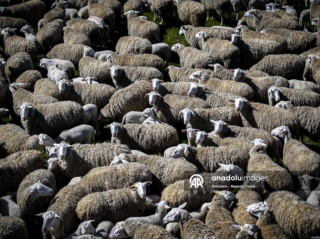 TİGEM'in Karacabey tesislerinde kuzu doğumları yüzde 40'ın üzerinde ikizlik oranıyla sürüyor