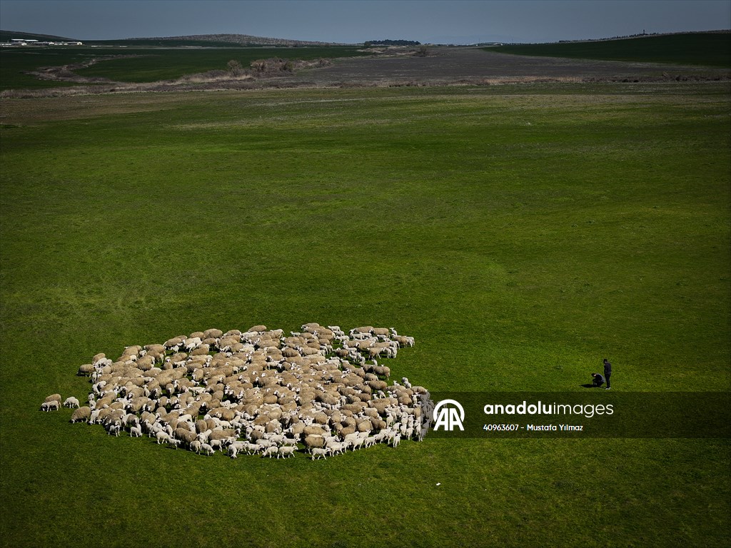 TİGEM'in Karacabey tesislerinde kuzu doğumları yüzde 40'ın üzerinde ikizlik oranıyla sürüyor