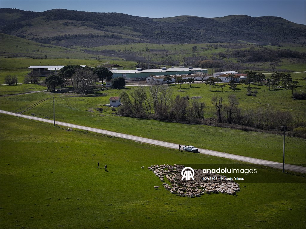 TİGEM'in Karacabey tesislerinde kuzu doğumları yüzde 40'ın üzerinde ikizlik oranıyla sürüyor