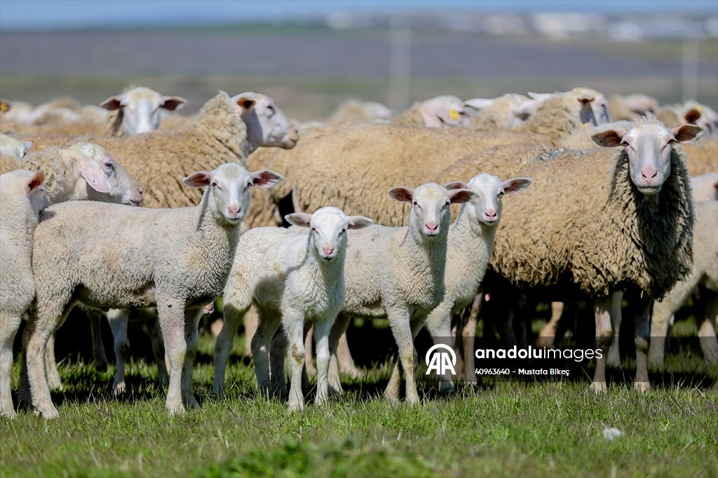 TİGEM'in Karacabey tesislerinde kuzu doğumları yüzde 40'ın üzerinde ikizlik oranıyla sürüyor