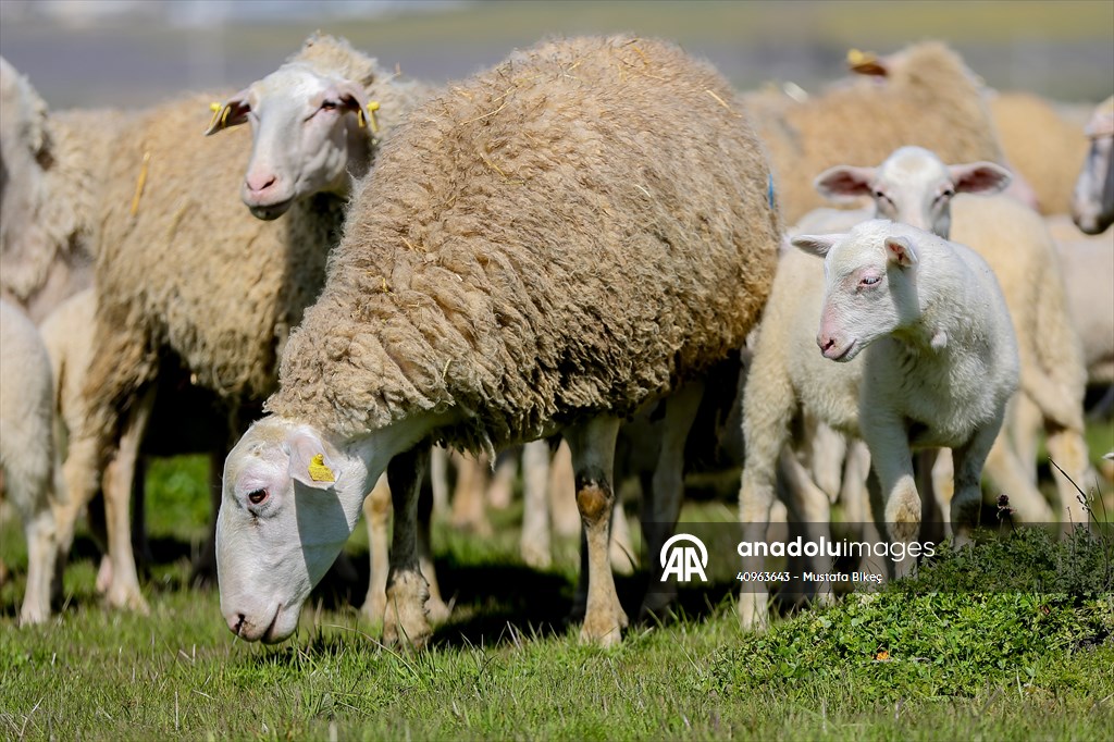 TİGEM'in Karacabey tesislerinde kuzu doğumları yüzde 40'ın üzerinde ikizlik oranıyla sürüyor