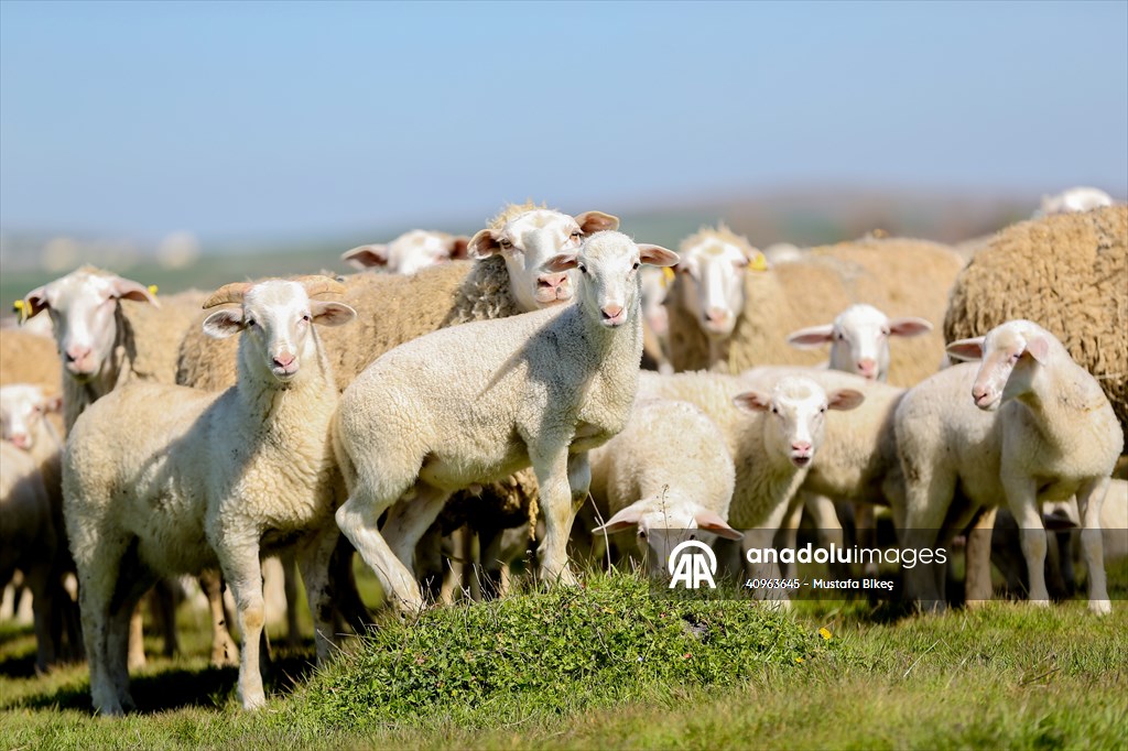 TİGEM'in Karacabey tesislerinde kuzu doğumları yüzde 40'ın üzerinde ikizlik oranıyla sürüyor