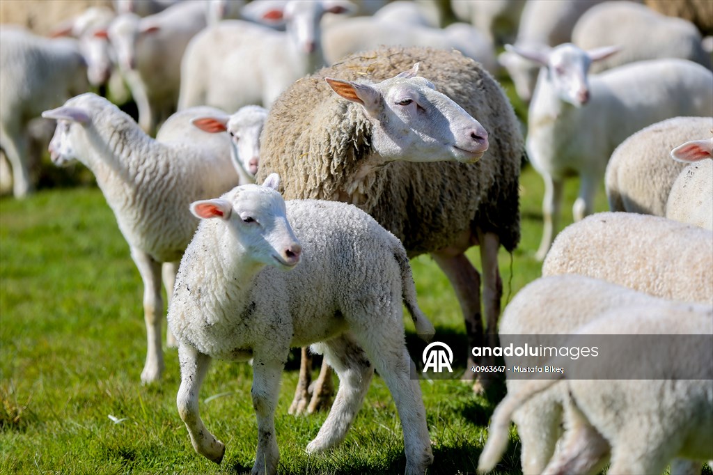 TİGEM'in Karacabey tesislerinde kuzu doğumları yüzde 40'ın üzerinde ikizlik oranıyla sürüyor