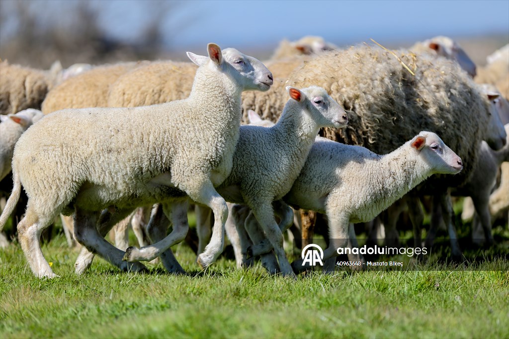 TİGEM'in Karacabey tesislerinde kuzu doğumları yüzde 40'ın üzerinde ikizlik oranıyla sürüyor