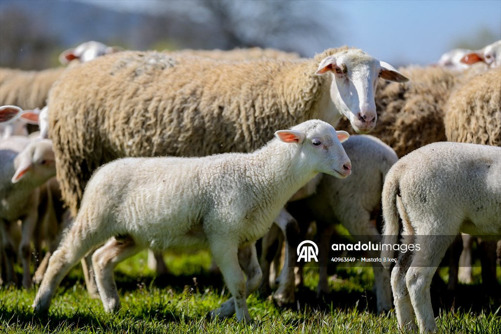 TİGEM'in Karacabey tesislerinde kuzu doğumları yüzde 40'ın üzerinde ikizlik oranıyla sürüyor